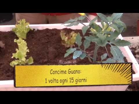 Come concimare l'orto in vaso. Lezioni di giardinaggio Compo