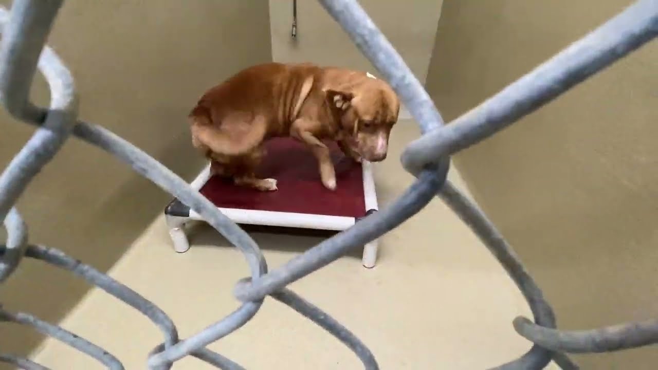 Lucky, an adopted mixed breed in Monroe, GA video 3/3