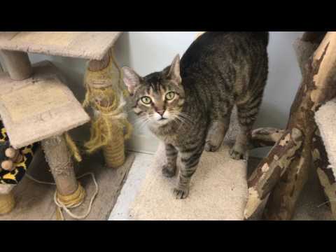 CAT ADOPTION CENTER | COLUMBUS, OHIO | RESCUE CATS