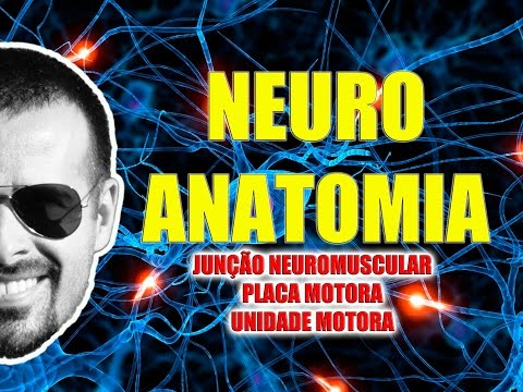 Neuromuscular junction, motor end plate and motor unit - Nervous System/Neuroanatomy - Video Less...