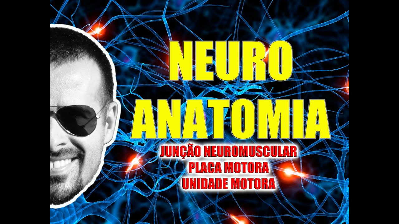 Junção neuromuscular, placa motora e unidade motora - Sistema Nervoso/Neuroanatomia - VideoAula 084