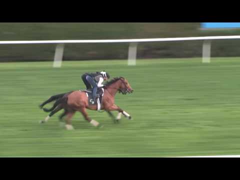 BREEDERS' CUP WORKOUT: Sea Calisi (10/30/16)
