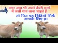 Best cow for dairy farm in india ।जर्सी गाय । jersey cow । jarsi डेयरी फार्म 