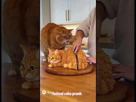 The pet runs away as soon as it sees the pet cake—animals love animals! 😂🎂🐱 #funny #shortfilm