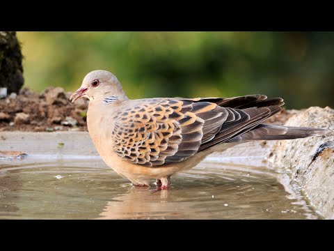 Oriental Turtle-Dove song