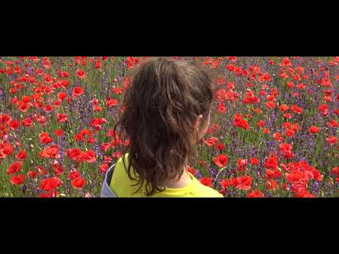 Mille papaveri rossi