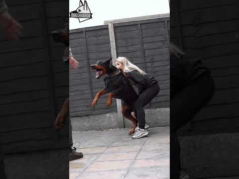 Aggressive Doberman Pinischer Military Training Skills #dogs #dog #dogshorts #viral