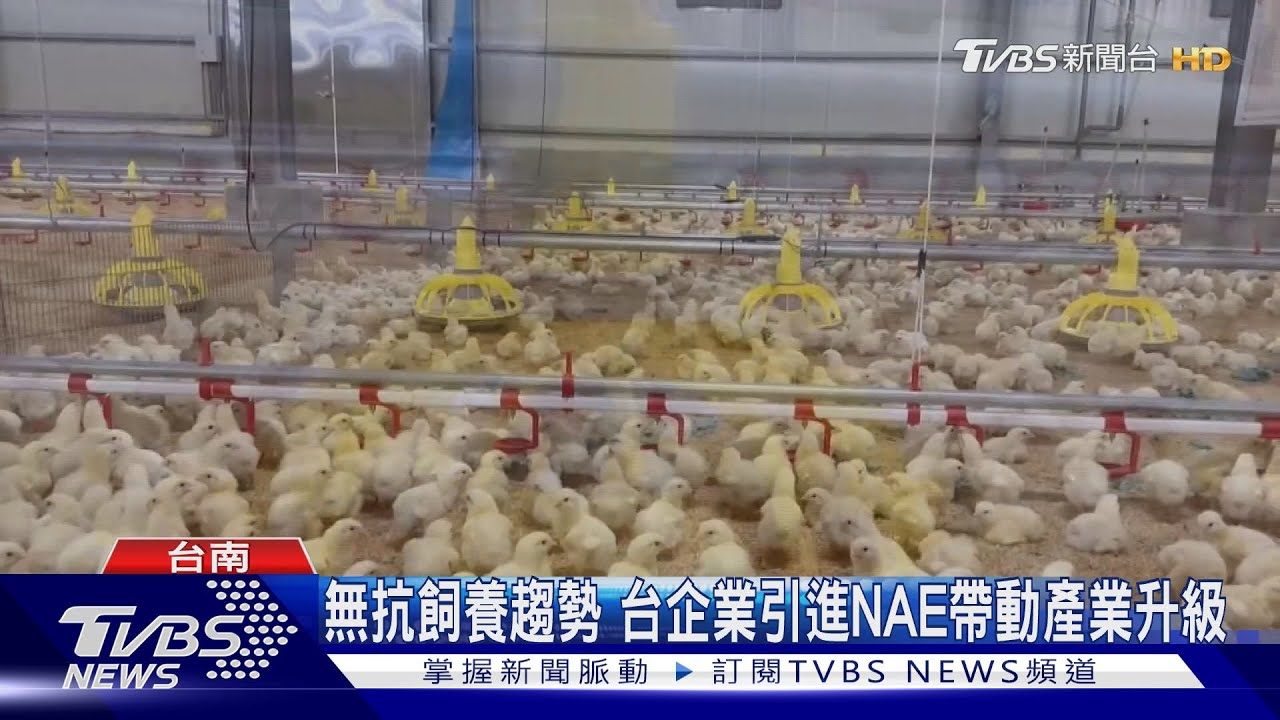 無抗飼養趨勢 台企業引進NAE帶動產業升級