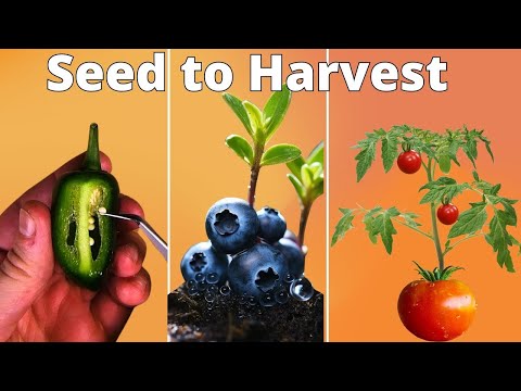 Growing Plants Seed to Harvest 4K Time Lapse Compilation (~3 Years)