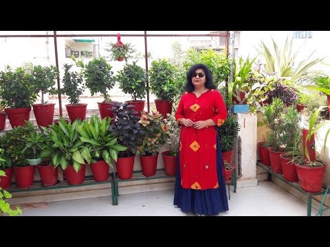 download lagu mp3 mp4 House Plants Names, download lagu House Plants Names gratis, unduh video klip House Plants Names