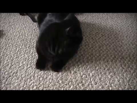 Day 23: Playful Funny Cats Tucker and Jaina