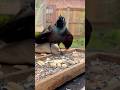 Grackle gets mad and shows it - Grackle territorial call!! #birds #nature #shorts
