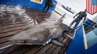 Man-eater great white shark caught in Florida, tracked across Atlantic Ocean