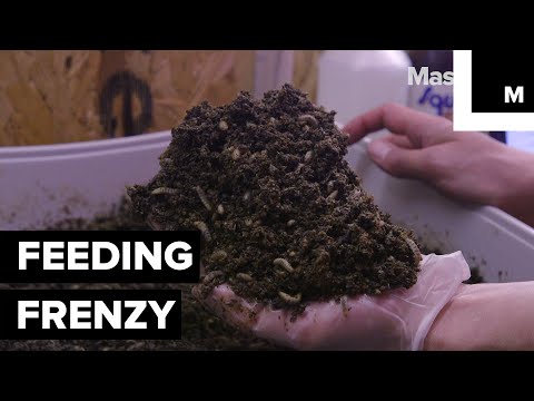 This London Farm Is Growing Millions of Soldier Fly Larvae for a Very Good Reason