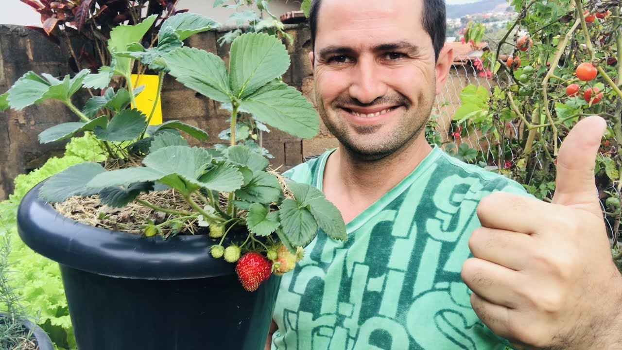 MELHORES VASOS PARA O PLANTIO DO MORANGO E DICAS DE COMO PLANTAR
