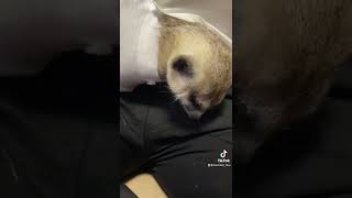 部下のワイシャツの中で寝る我が子。미어캣(meerkat)#shorts