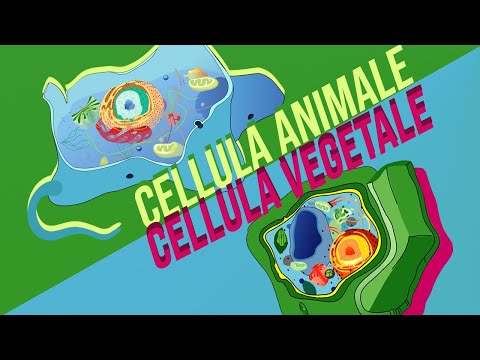 Differenza tra cellula ANIMALE e VEGETALE | Pillole di Scienza