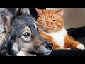 FUNNIEST Pets Of 2024 TOP Videos Of The YEAR