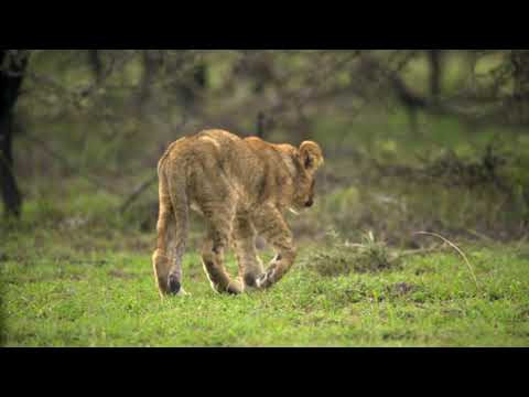 Lion Non Copyright Free Stock Videos |  4k Video Non Copyright