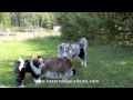 Moster And The Puppies Moster Och Valparna
