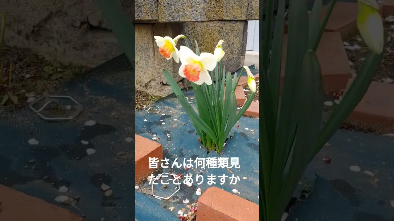 庭の水仙 8品種目r8/4/4
