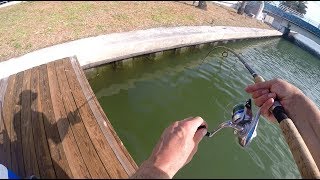 Species Fishing: Salty Miami Canal Fishing - Part 1