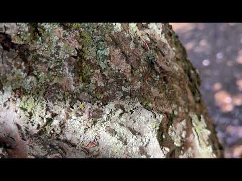 Nook of the Tree Hiding Carpenter Ants in Howell, NJ