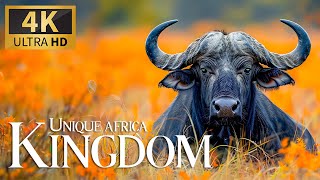 Unique Africa Kingdom 4K 🐾 Discovery Film with Soothing Relaxing Piano Music & Nature Video UntraHD