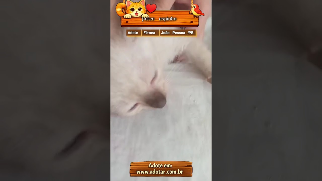 Gato raça Siamês idade 2 a 6 meses nome porco espinho