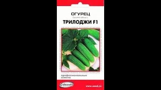 Огурец Трилоджи F1 Описание Отзывы Фото Огурец Трилоджи F1 Описание Отзывы Фото