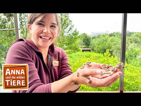 Kuscheln mit der Honigbiene | Reportage für Kinder | Anna und die wilden Tiere
