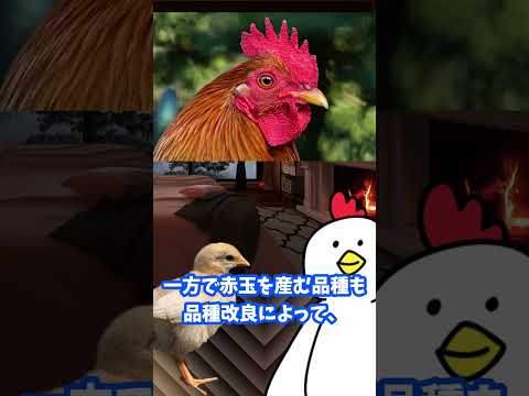 鶏が卵を食べるのですが、なぜですか?何をするか？それを避けるために取るべき6つのステップ  庭園