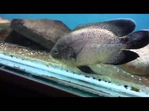 download lagu mp3 mp4 Blueberry Oscar Fish, download lagu Blueberry Oscar Fish gratis, unduh video klip Blueberry Oscar Fish