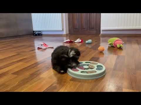Havanese puppy for sale