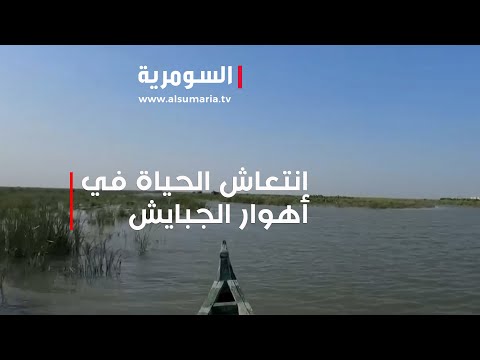 شاهد بالفيديو.. نتيجة الامطار الغزيرة.. انتعاش الحياة في أهوار الجبايش وارتفاع مناسيب نهر الفرات.