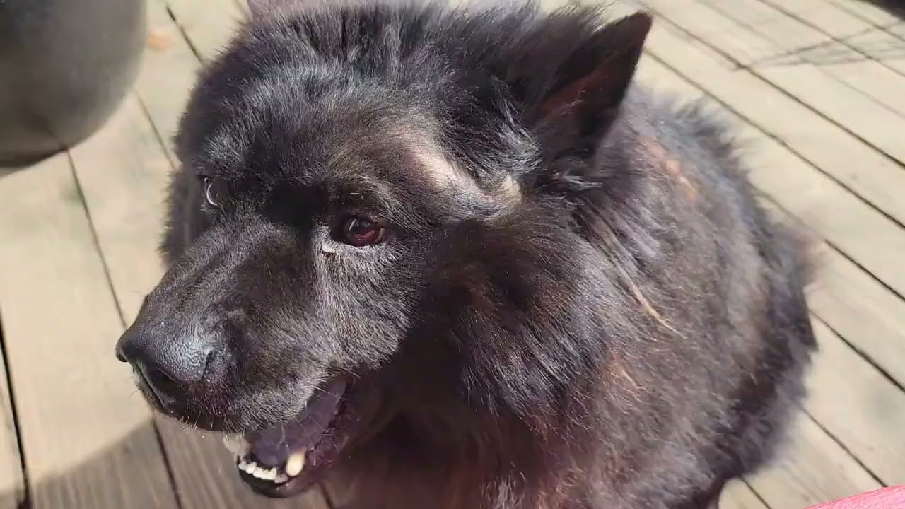 Enlarge VITO, a ADOPTABLE Chow Chow in Eastsound, WA video 1/4
