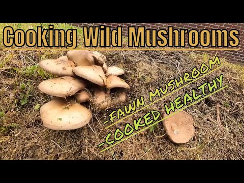 Cooking Wild Mushrooms the Fawn Mushroom (Pluteus cervinus) best ever way to cook this mushroom!