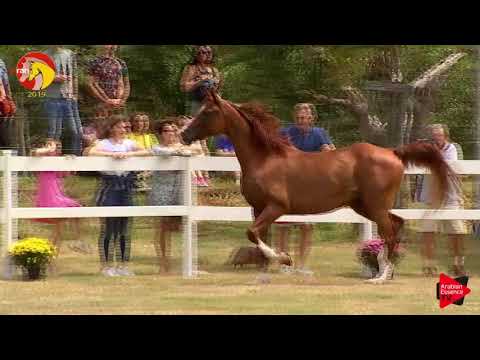 N.64 AZZARO - ELRAN CUP 2019 - Liberty (Class 15)