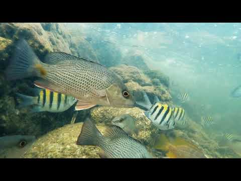 Fishing ULTRA Clear Canals in Southern Florida