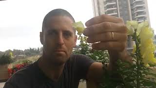 לוע הארי עונתי של חורף שלא מפסיק לפרוח