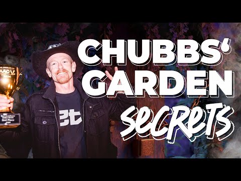 🏡 Home Visit with Chubbs 🌿 – The Autoflower Grow That Keeps Winning Cups 🏆