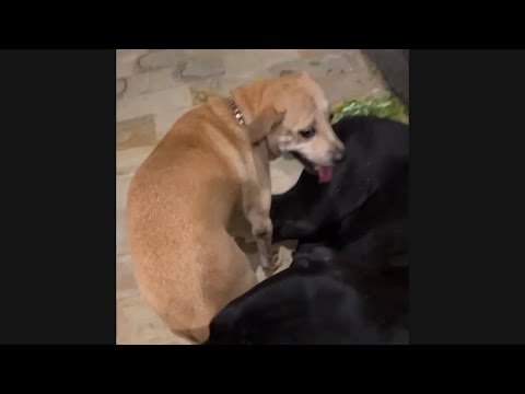 Miss Halima Wants to Play All the Time