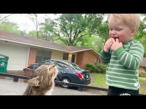 Funniest Baby And Cat Are Best Friends   Cute Babies and Cats Videos | KUTE CATS