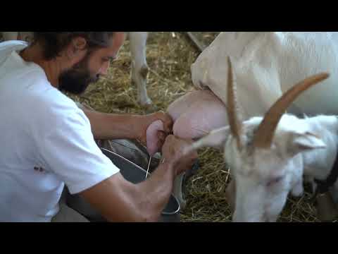 2019 - Latte freschissimo di capra - La Mungitura