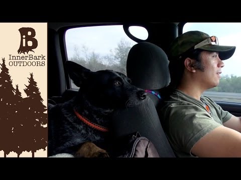 image-Can heelers be black?