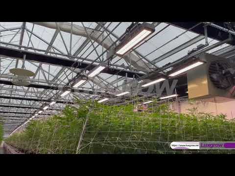 LPTC800  800W greenhouse top light  California # full spectrum led grow lights