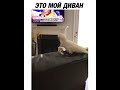 Bird has villain laugh 😈 | parrot laughing like evil