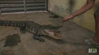 Gator in the Garage