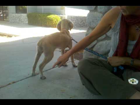 Pippa right knee luxating (clip two) (9-14-12)