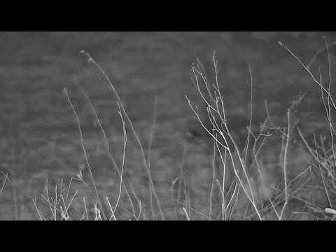 Djuma: Blacksmith Lapwing sitting on nest - 02:06 - 09/27/21